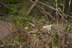 Merremia umbellata subsp. orientalis